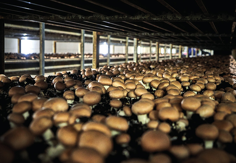 Champignons LOU Ambiance 2021