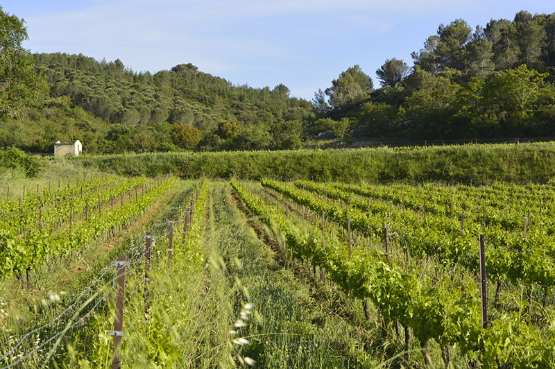 Vignes Domaine Saint Firmin 