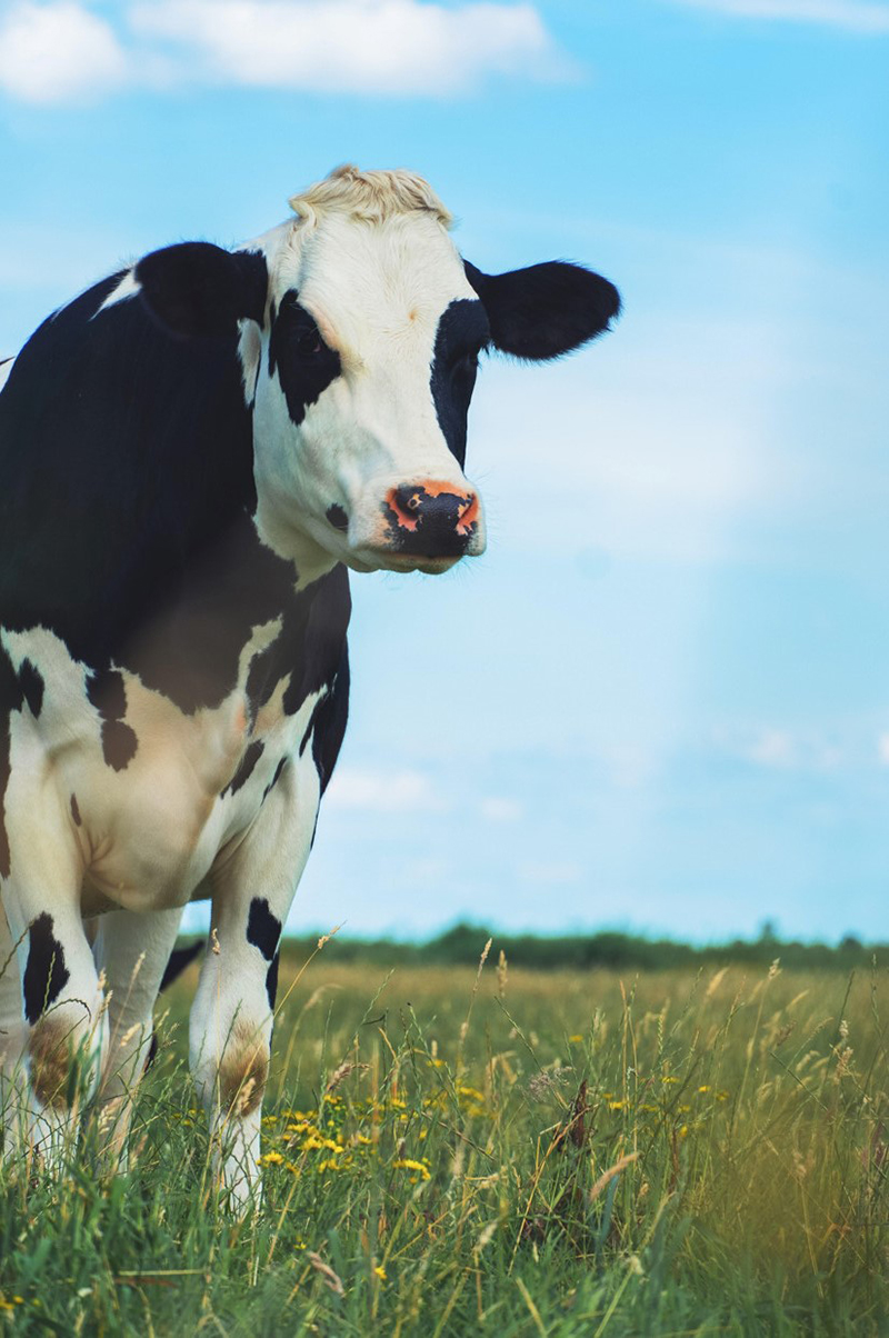 Lactel BiO et Engagé Vache au pré 