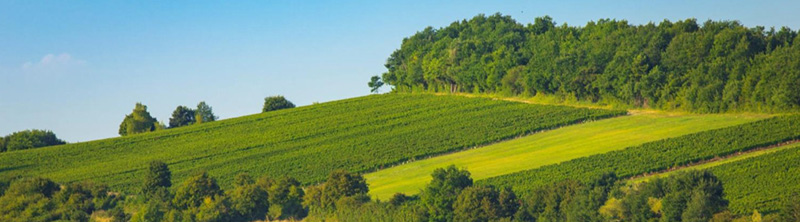 Vignes Cave de Lugny