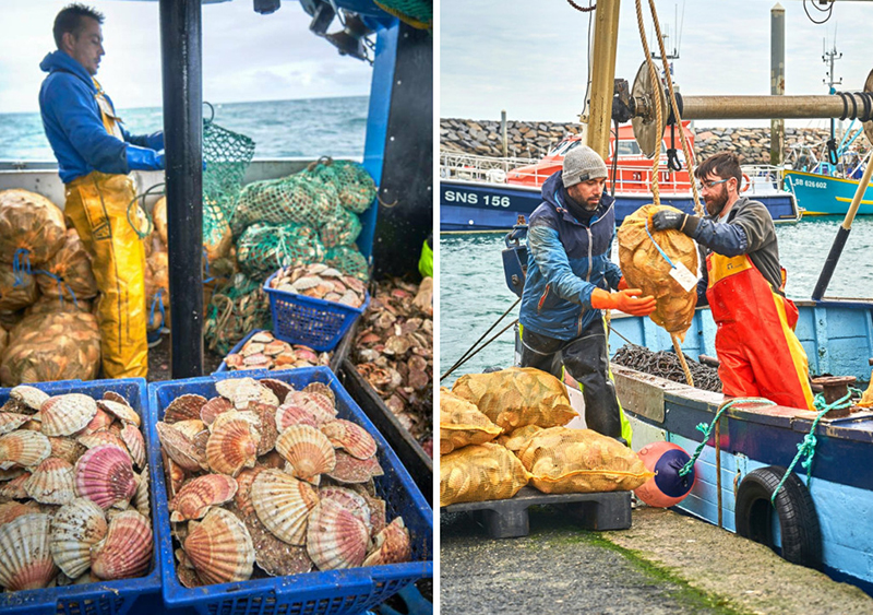 Coquille Saint-Jacques de la Baie Saint-Brieuc Pêcheurs