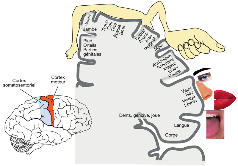 Le cerveau cuisinier - Roland Salesse