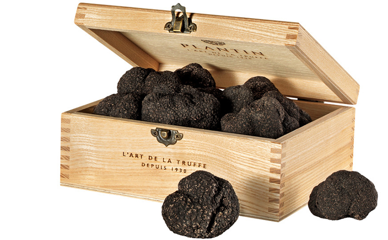 Truffe noire fraîche, PLANTIN