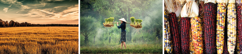 Petite et grande histoire des céréales et légumes secs