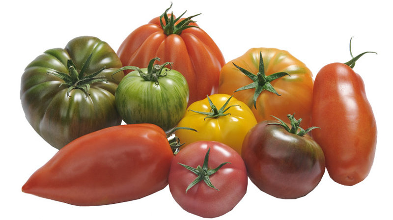 Prince de Bretagne Tomates 