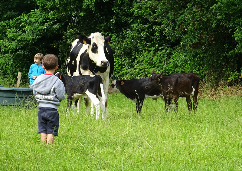Invitation à la Ferme - Vaches