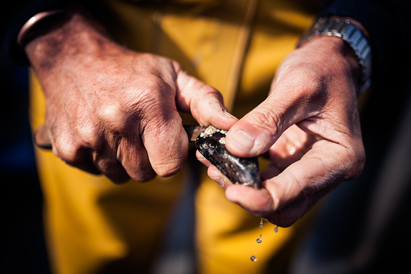 Moule de Bouchot LA CANCALAISE