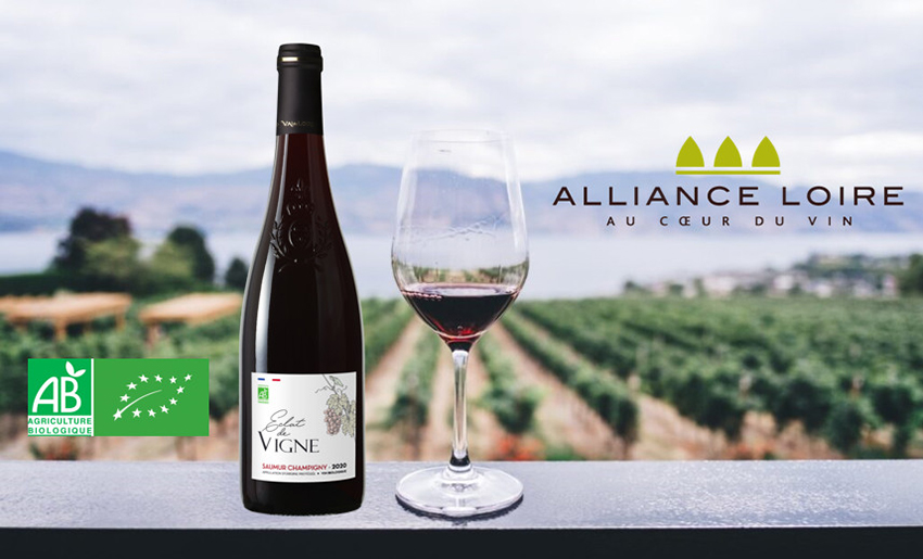 Saumur Champigny - Eclat de Vigne