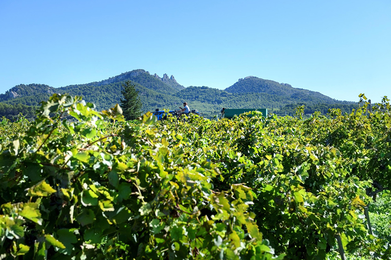 Domaine Les Cardelines