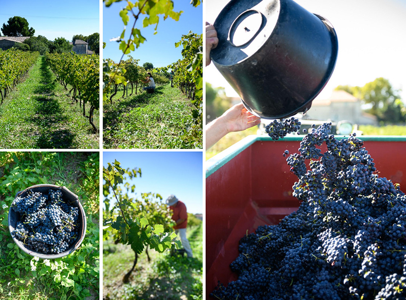 Domaine Les Cardelines