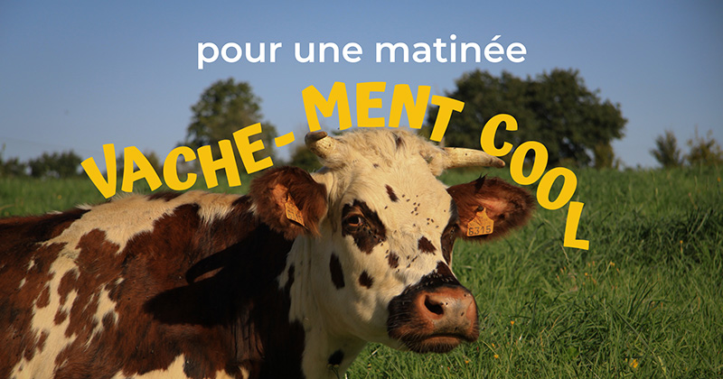 Vache-ment cool