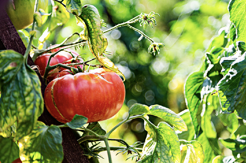 Festival de la Tomate et des Saveurs