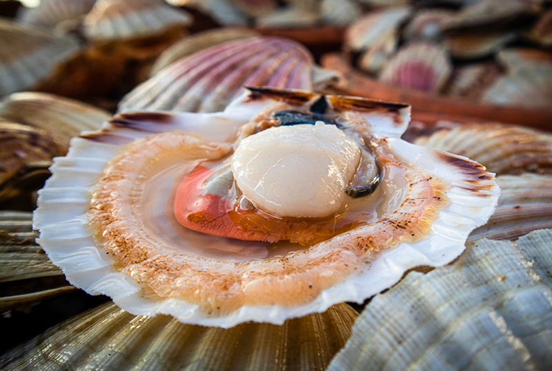 Coquille Saint-Jacques Normandie