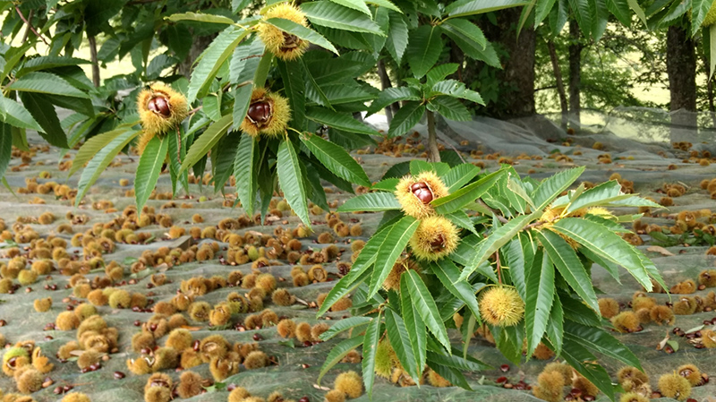 Marrons du Périgord-Limousin