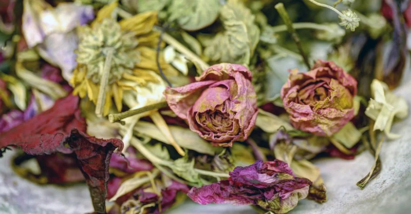 Fleurs fanées