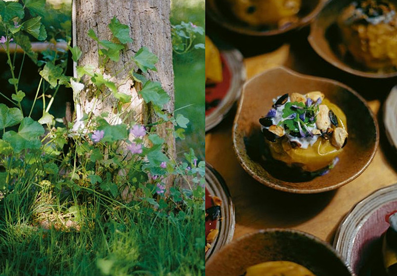 Cuisiner plantes sauvages jardin