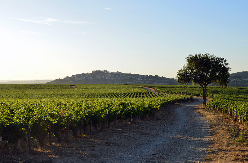 Les Belles Vignes 