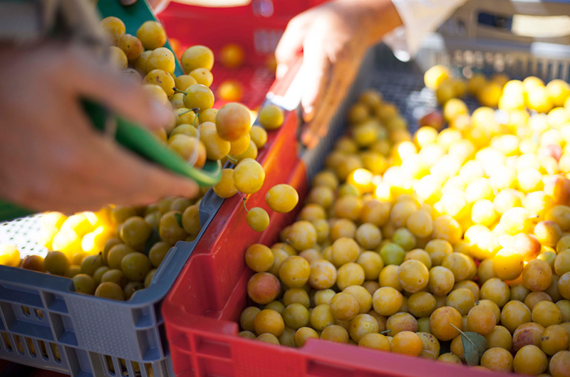 Mirabelles de Lorraine