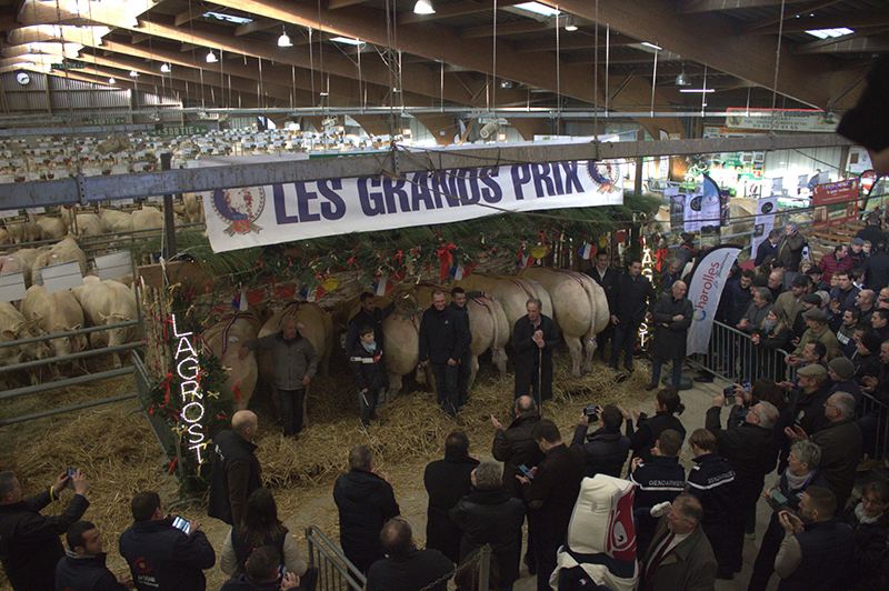 Festival Bœuf de Charolles