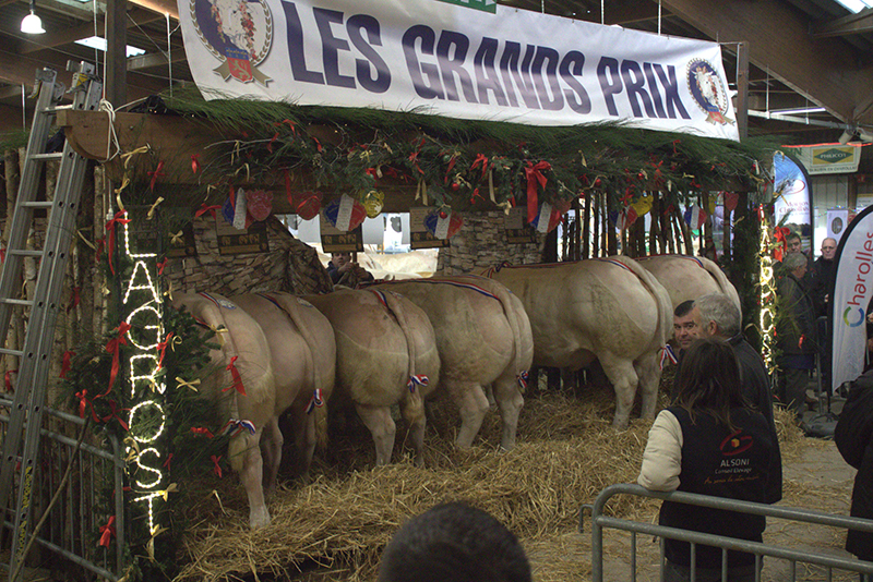 Festival Bœuf de Charolles