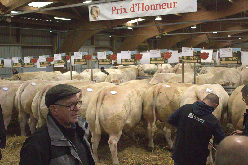 Festival Bœuf de Charolles