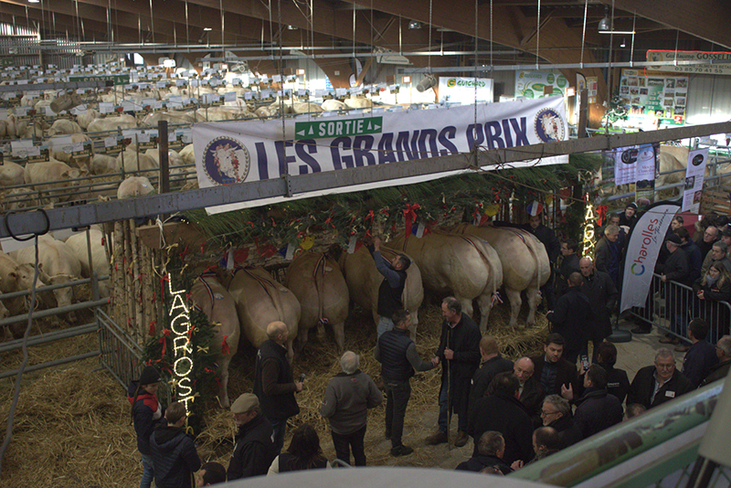 Festival Bœuf de Charolles