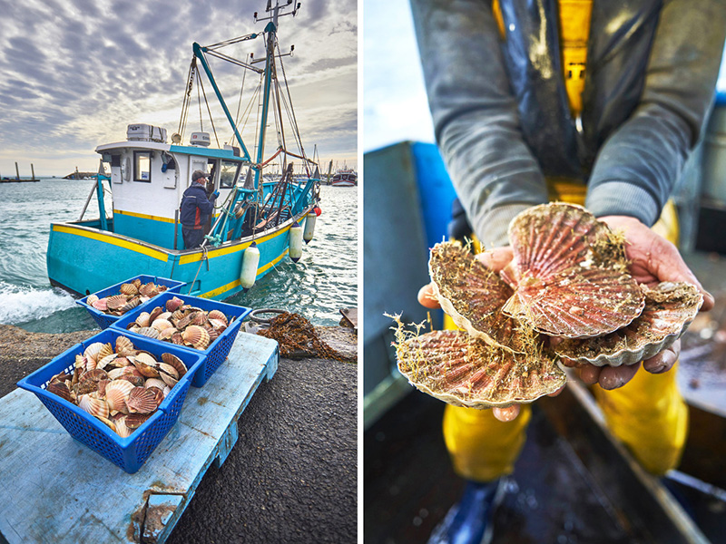 Coquille Saint-Jacques Baie de Saint-Brieuc