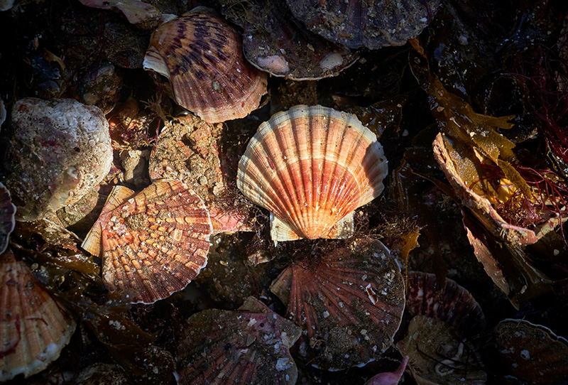 Fête Coquille Saint-Jacques