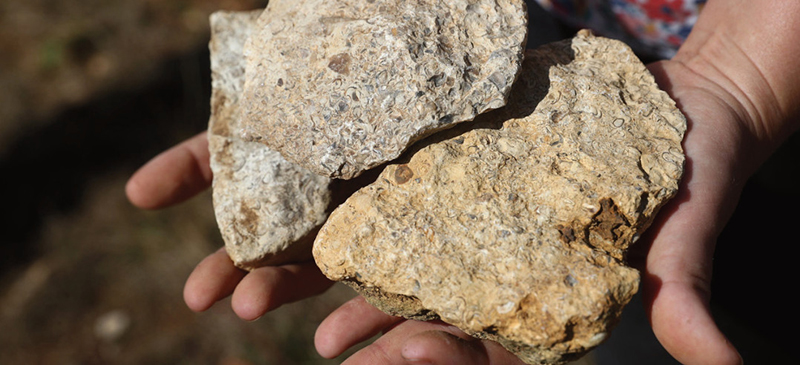 Terres Blanches, terroir argilo-calcaire