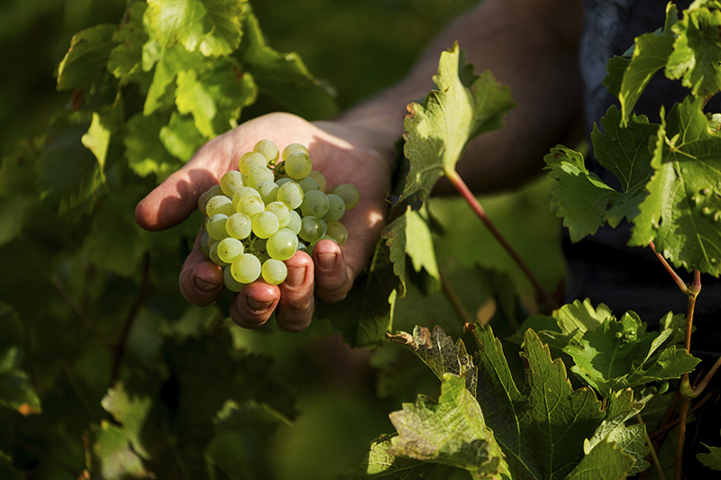 Vignes domaine J. de Villebois