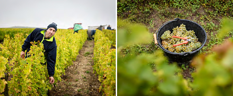 Vignes domaine J. de Villebois