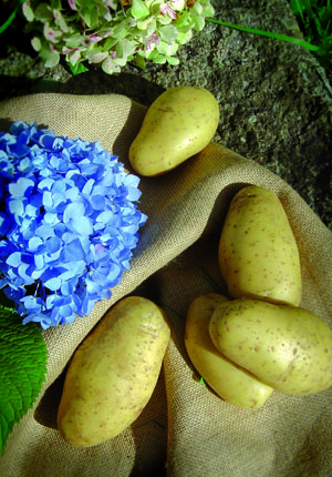 https://dev.avosassiettes.fr/img/la_pomme_de_terre_Dolwen.jpg
