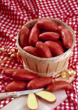 https://dev.avosassiettes.fr/img/pomme_de_terre_cherie_bouriche_.jpg