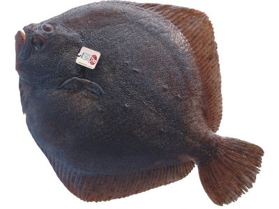 https://dev.avosassiettes.fr/img/turbot_labelrouge_.jpg